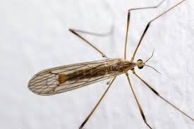 Mosquitos