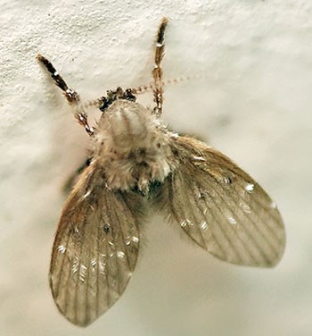 Controle de mosquitos